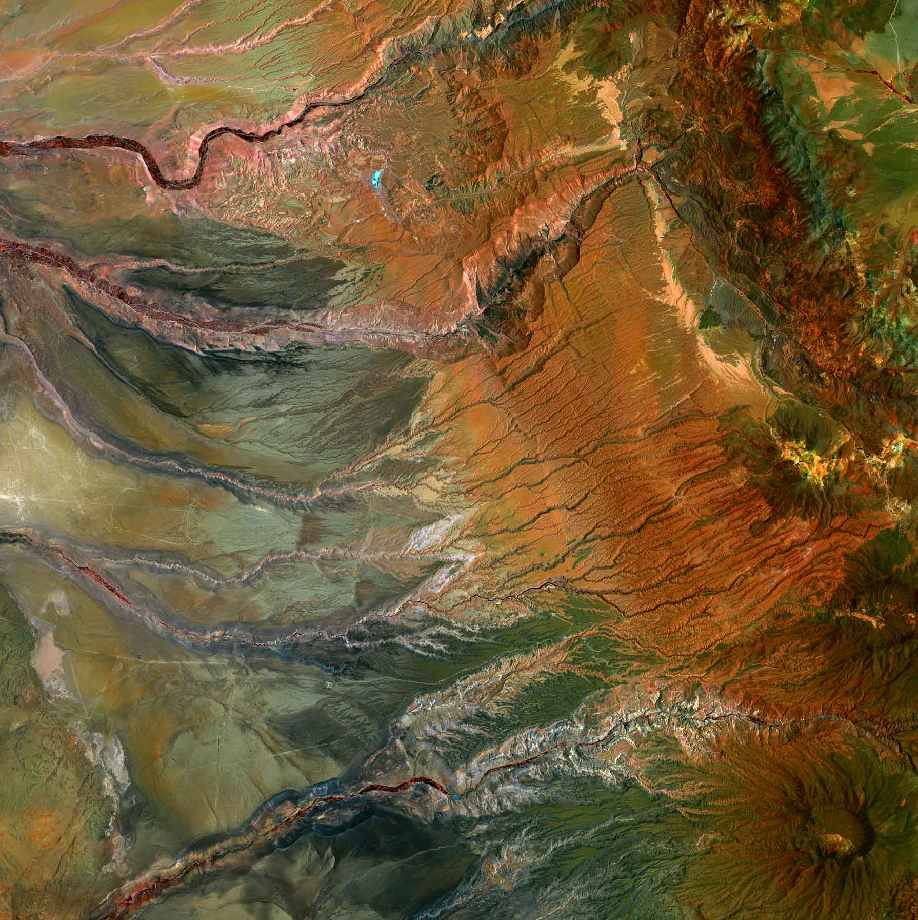 Palinopsia_Soda_Mallard_Colour.jpg